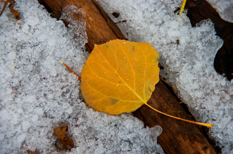 Early Autumn Snow