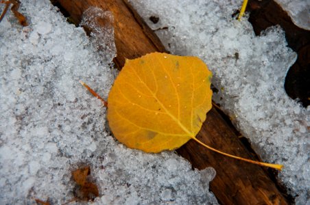 Early Autumn Snow