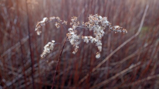 Grass bloom blossom photo