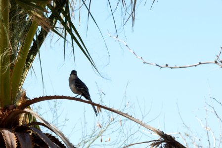 Northern Mocking Bird