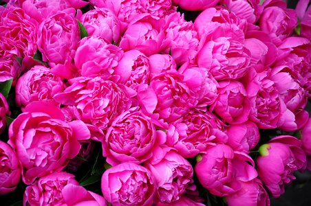 Market campo dei fiori flowers