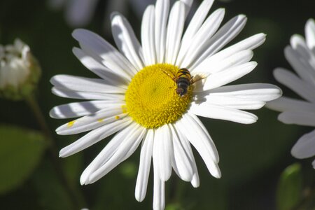Nature honey plant