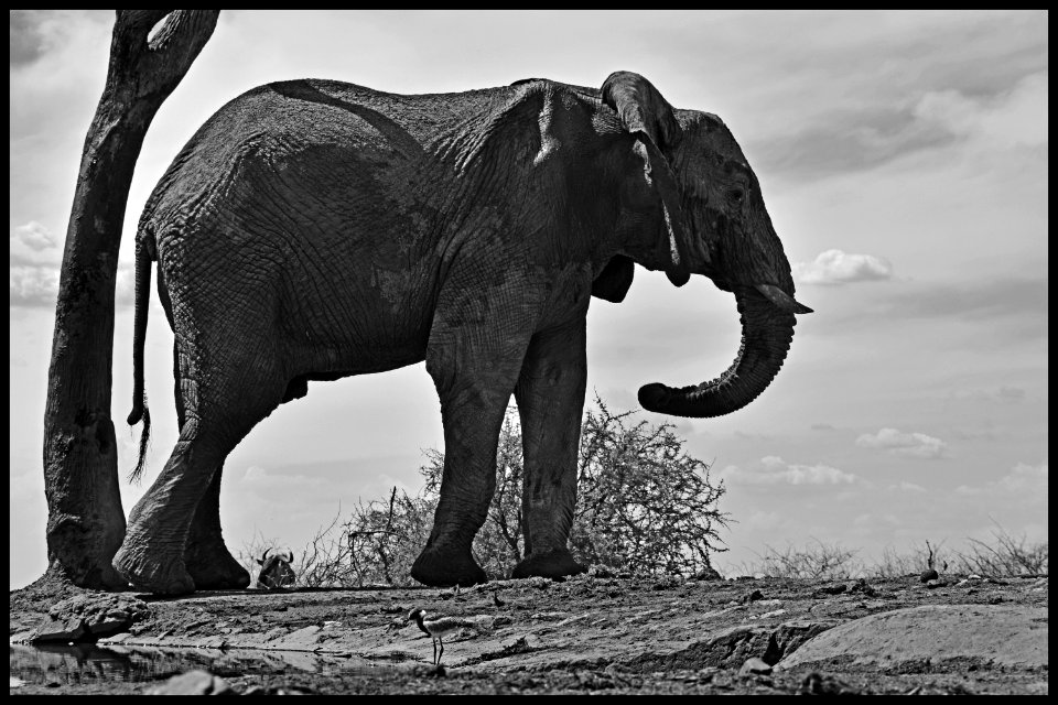 0082 Elephant at BH WH 2 Black white