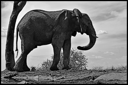 0082 Elephant at BH WH 2 Black white