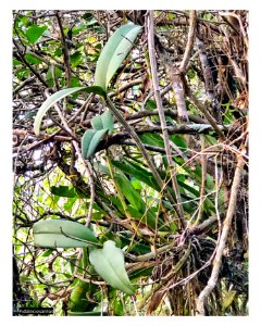 Cattleya leopoldii photo