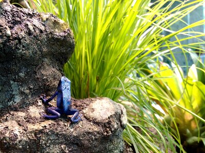 Terrarium exotic amphibian photo