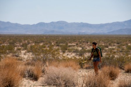 Volunteer Sahara Mustard plant pulling (4.4.15)