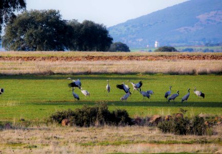 Esteparias ZEPA alto Guadiato