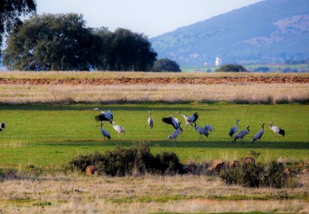 Esteparias ZEPA alto Guadiato photo