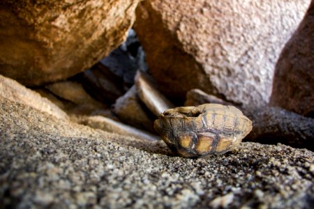 Dead juvenile tortoise photo