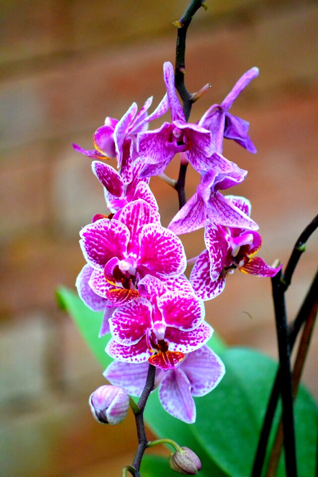 Bloom purple plant photo