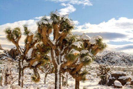 Joshua trees in the snow photo