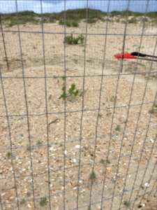 Piping plover nest through predator guard photo