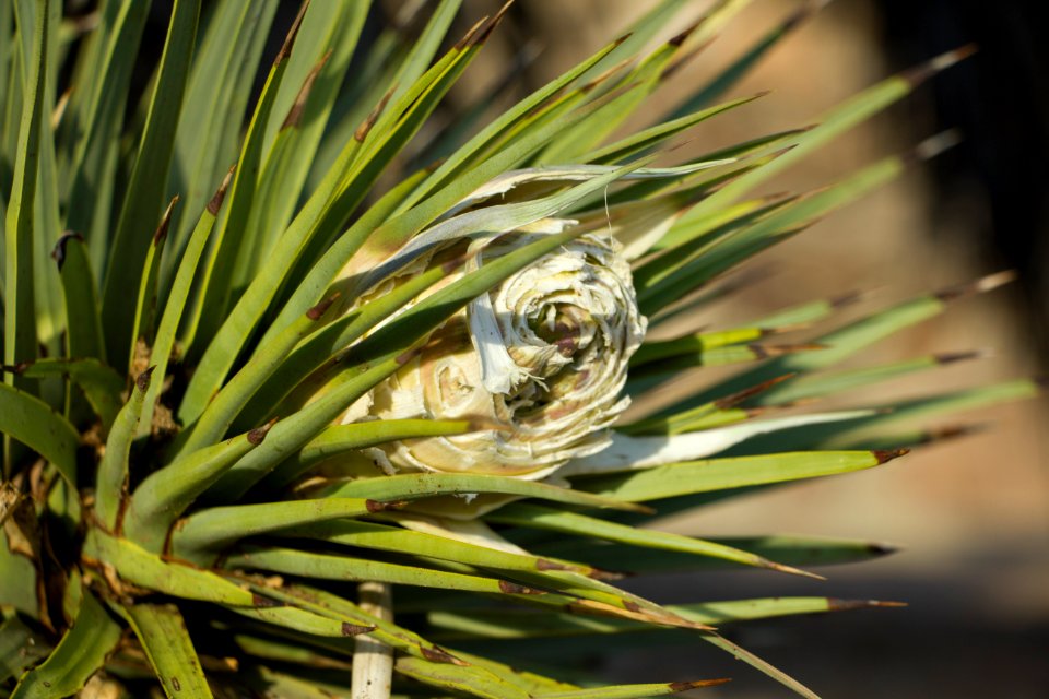 Chewed upon Joshua tree bud; Black Rock Campground