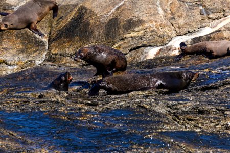 Seals on Nee Islets