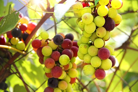 Winegrowing wine green grapes