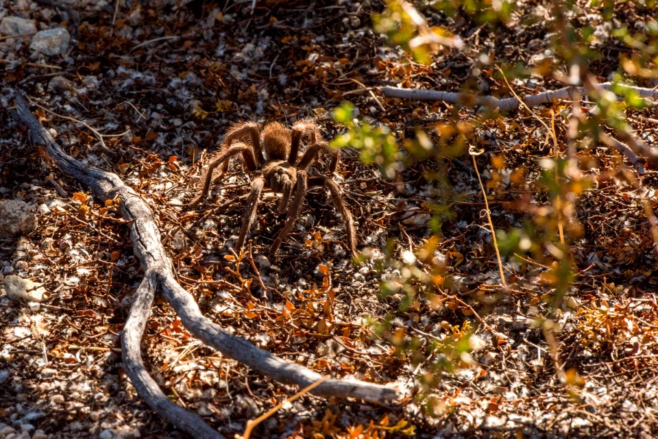 Tarantula near North Entrance; 11/13/15