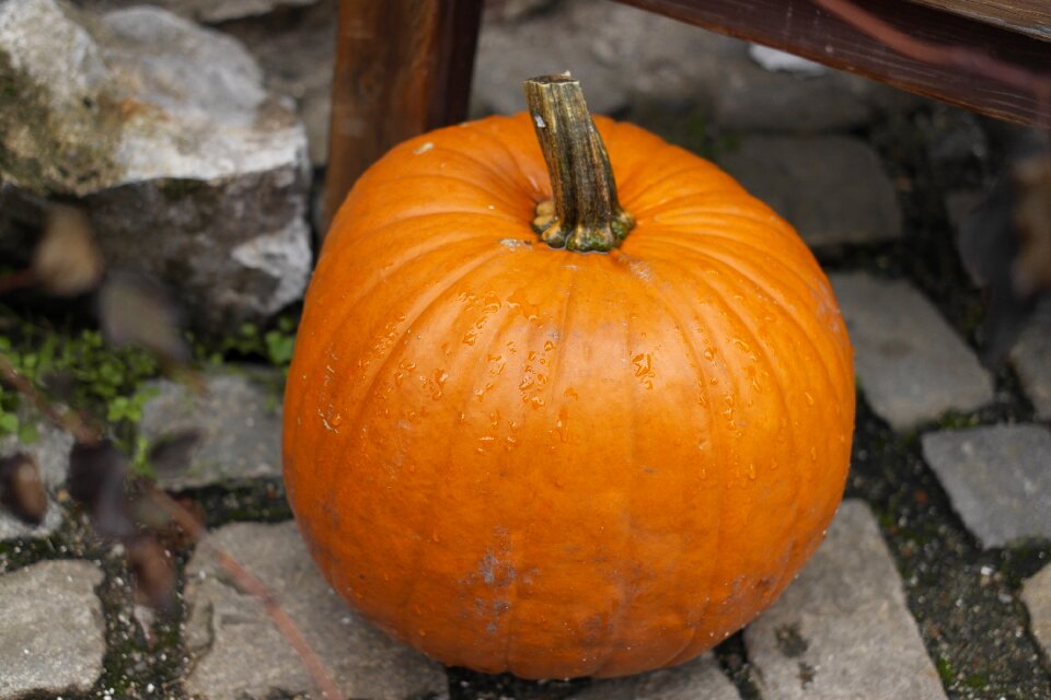 Autumn background autumn feeling halloween pumpkins