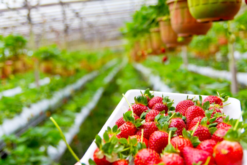 Plant organic red