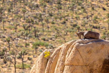 Bighorn Sheep photo