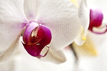 Blooming oriental flower plant