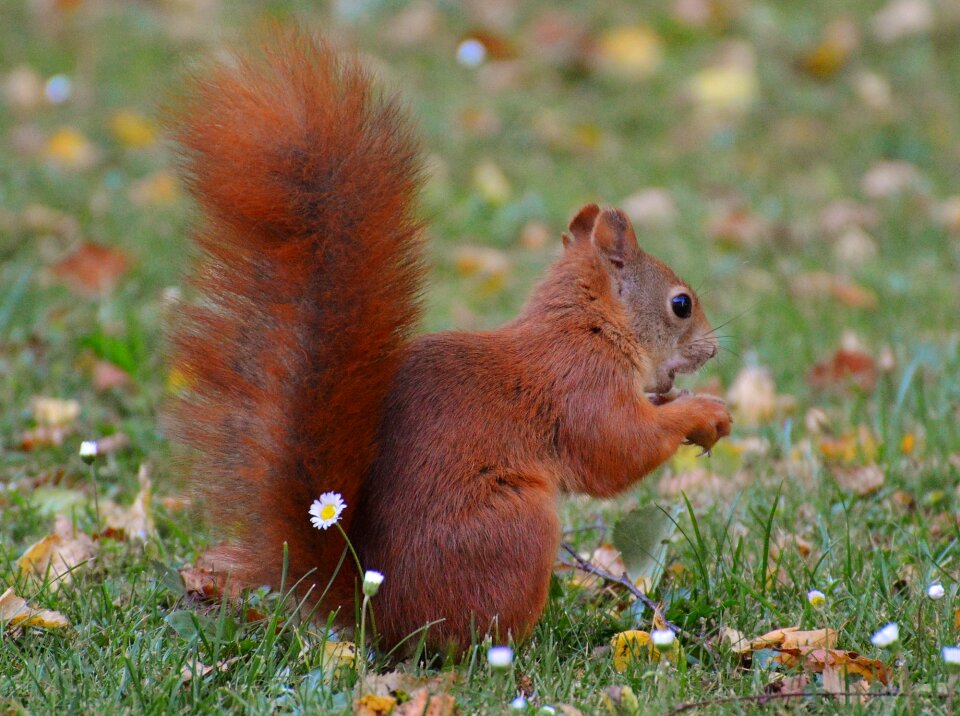 Nature rodent garden