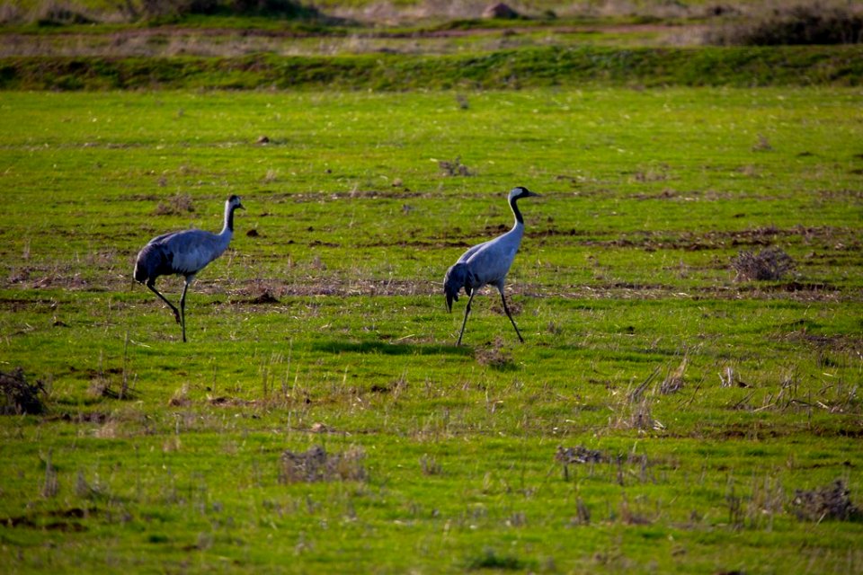 Esteparias ZEPA alto Guadiato