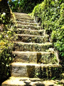 Leaves bush stone stairs photo