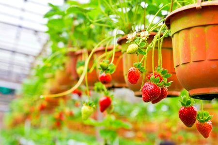 Sweet red organic