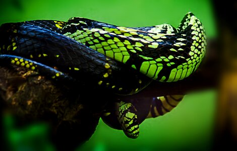 Scale reptile close up