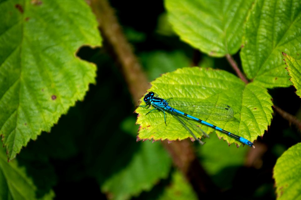 dragonfly