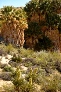 California fan palms at Cottonwood Spring Oasis