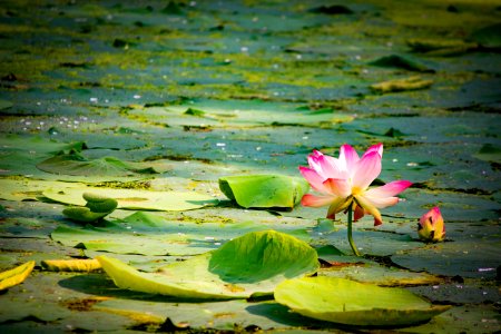Water lily photo