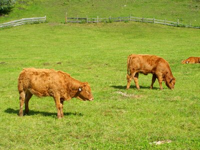 Livestoke cows field