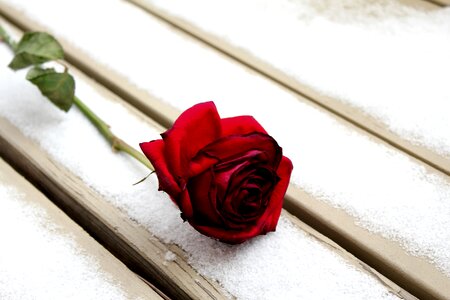 Flower red romance