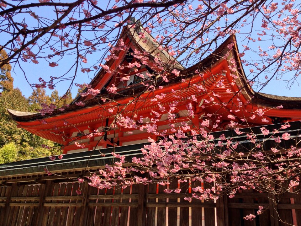 Cherry tree shrine japan