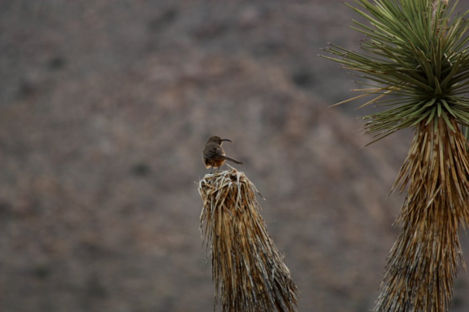 California Thrashers