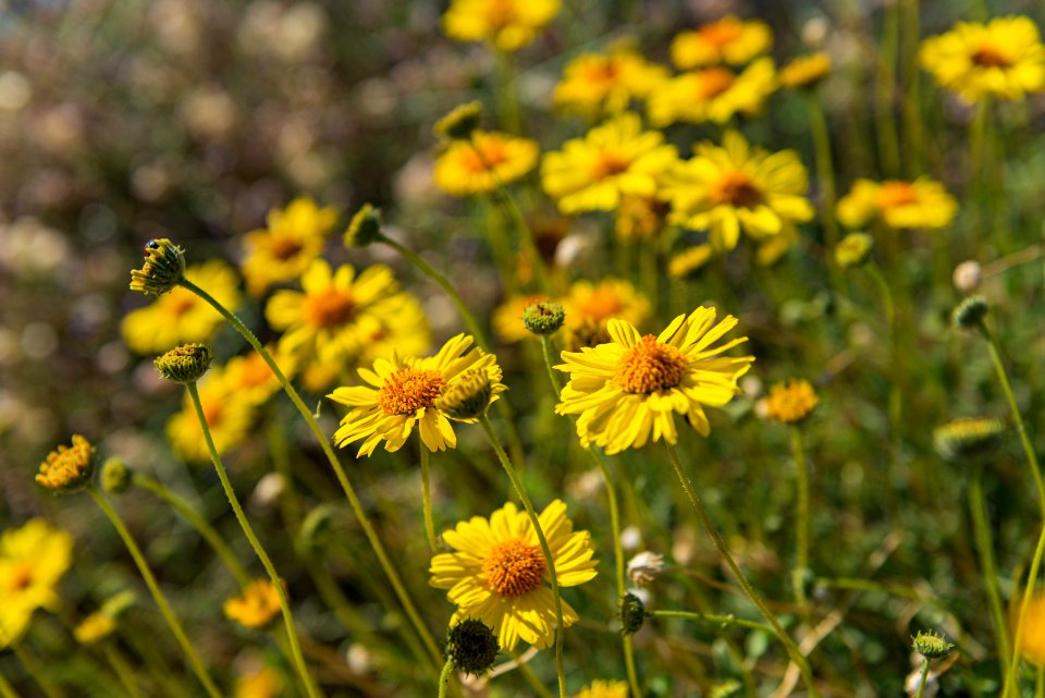 Brittlebrush (Encelia farinosa)
