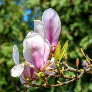 Magnolia, Picton area, Cheshire, UK, 2021. photo