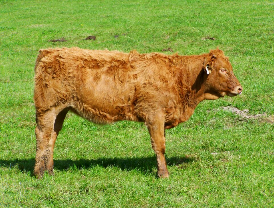 Livestoke cow meadow