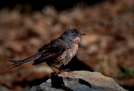 Aves de Sierra Morena IV photo