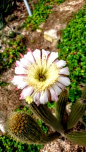 Weberbauerocereus longicomus