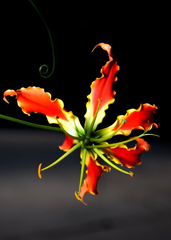 Plant gloriosa superba fiery