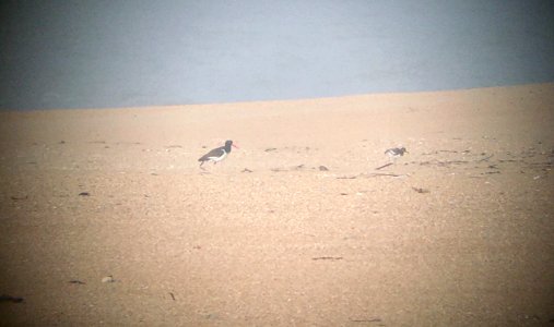 American oystercatcher with one chick at 26 days old (06-17-2020) at Cape Point