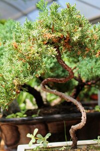 Gardening tree potted tree