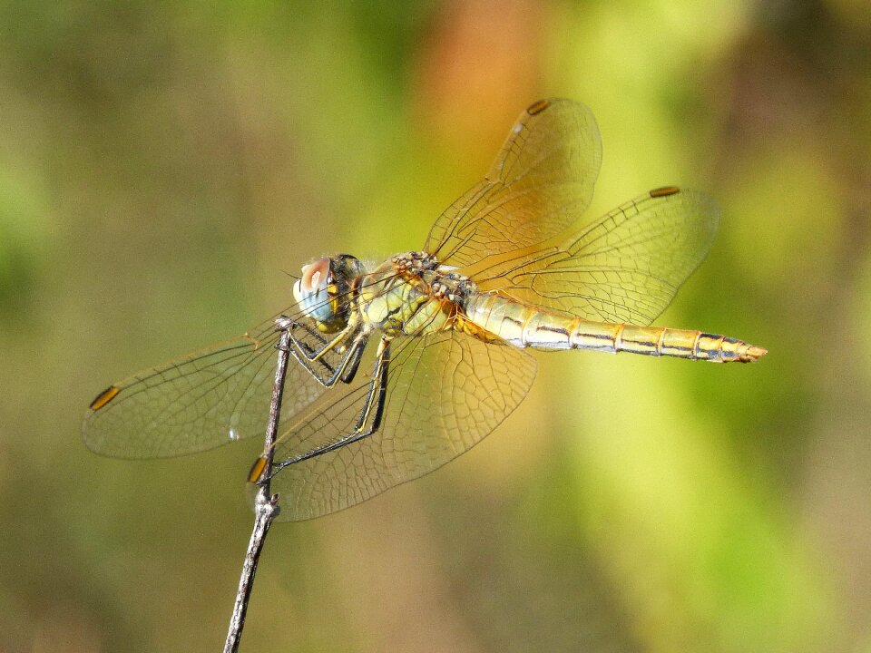 Beauty insect libelulido