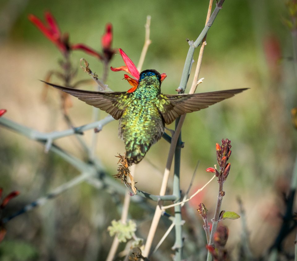 Hummingbird wing span