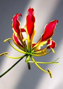 Plant gloriosa superba fiery