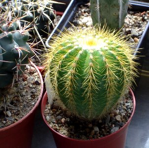 Parodia (Notocactus) schumanniana [Author PTKS Public Domain]