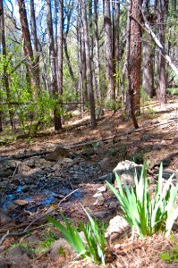 Kelsey Trail